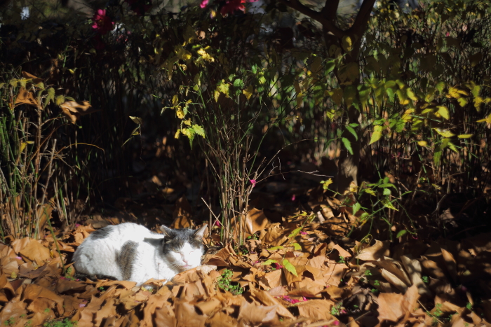 日向ぼっこする猫