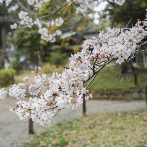 常磐神社の桜