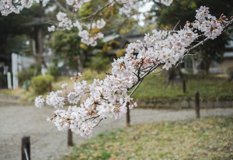 常磐神社の桜